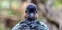 Crested quail dove