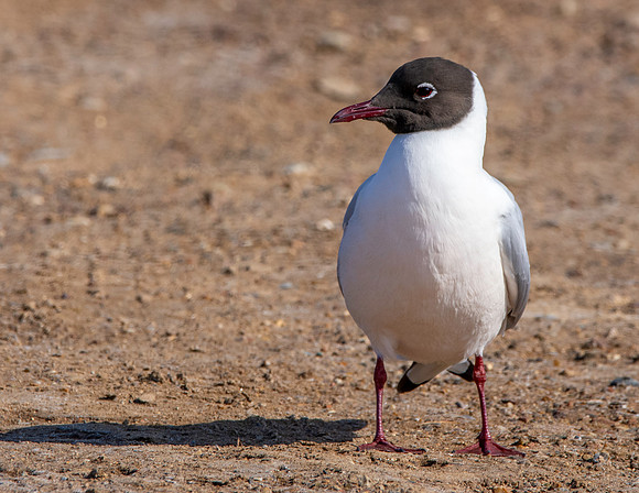Black headed gull