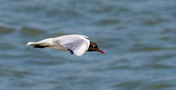 Black headed gull