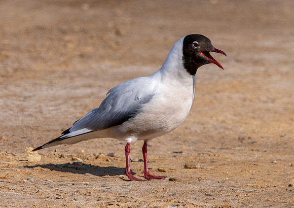 Black headed gull
