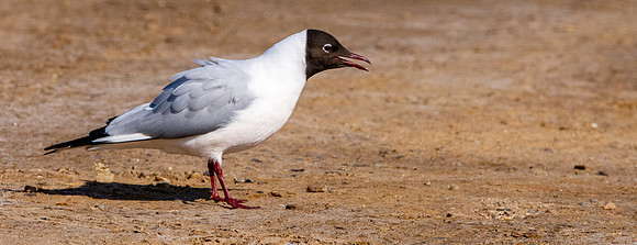Black headed gull