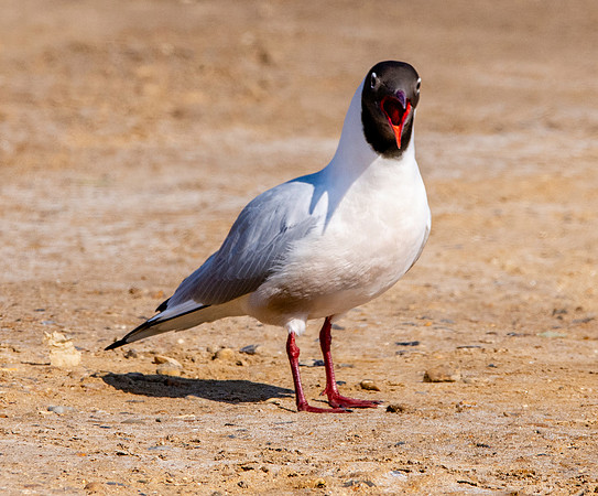 Black headed gull