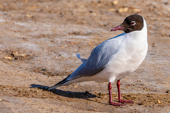 Black headed gull