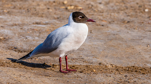 Black headed gull