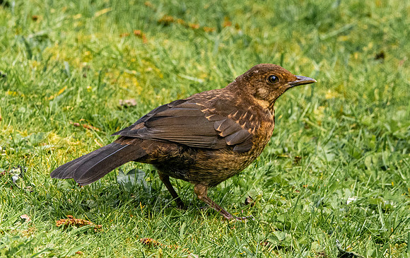 Common Blackbird, juvenile