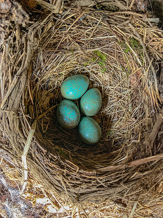 Common Blackbird nest