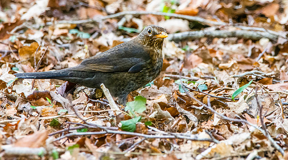 Common Blackbird female