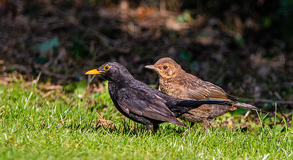Common Blackbird adult male and juvenile.