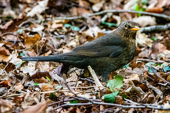 Common Blackbird, female