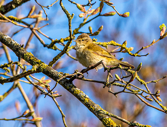Chiffchaff