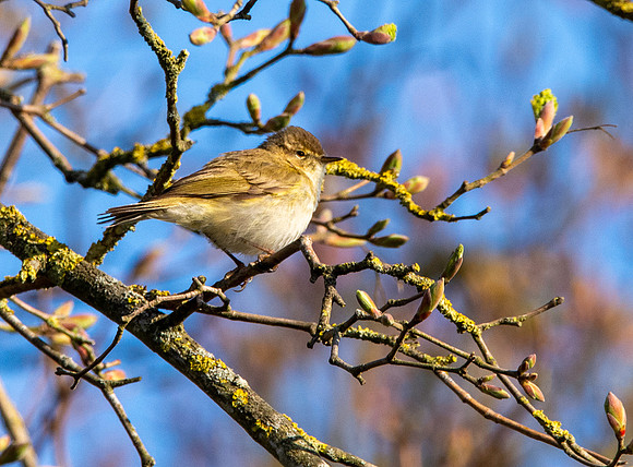 Chiffchaff