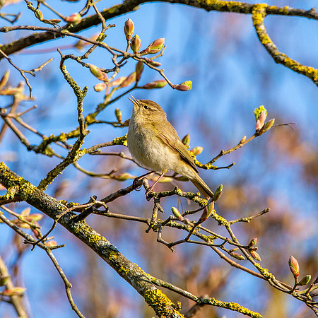 Chiffchaff