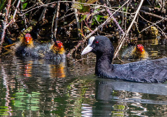 Eurasian coot with chicks