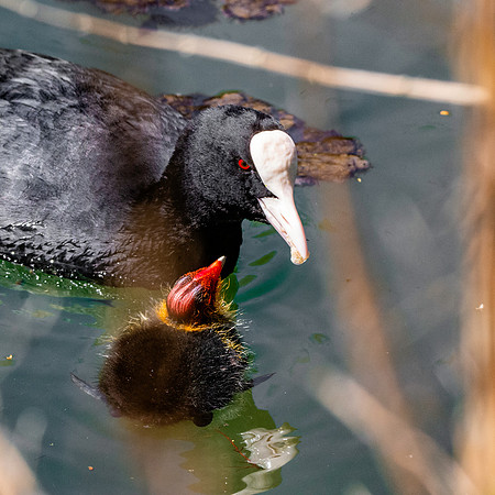 Eurasian coot with chick