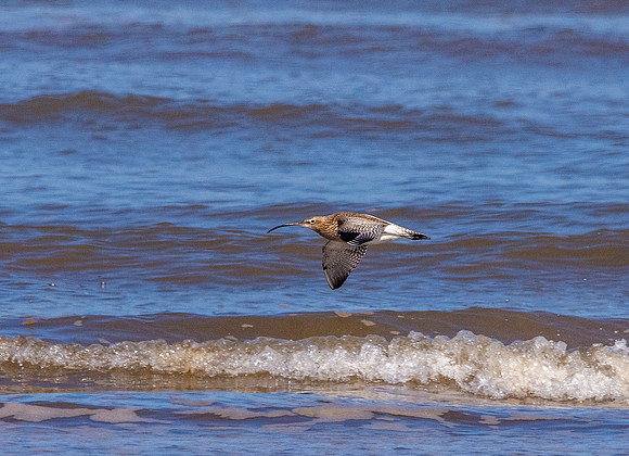Curlew in flight