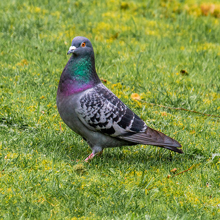 Feral pigeon