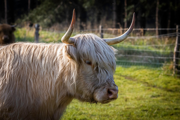 Highland cattle