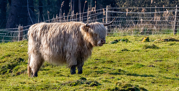 Highland cattle