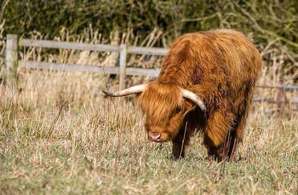 Highland cattle