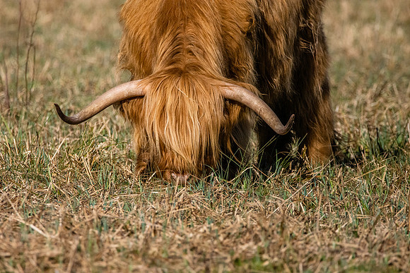 Highland cattle