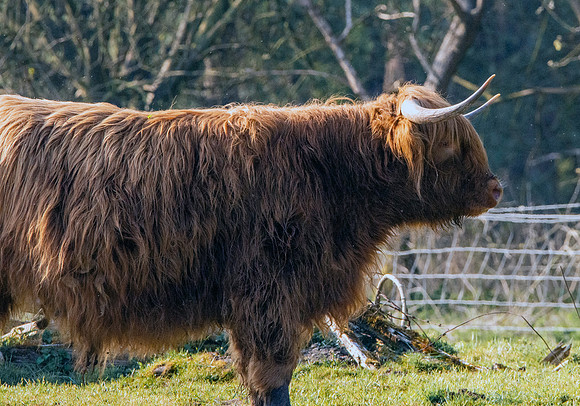 Highland cattle