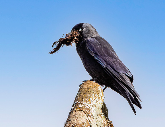 Jackdaw