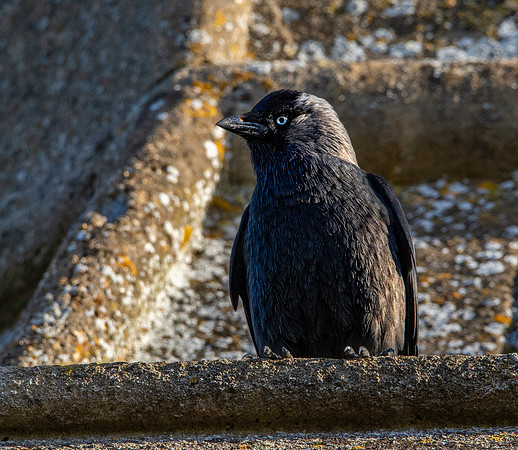 Jackdaw