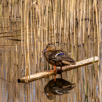 Mallard female