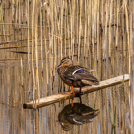 Mallard female