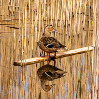 Mallard female