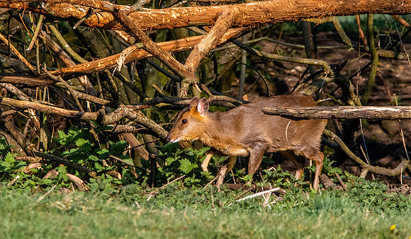 Muntjac
