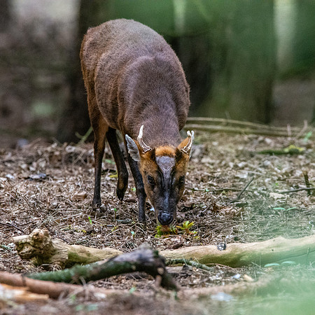 Muntjac