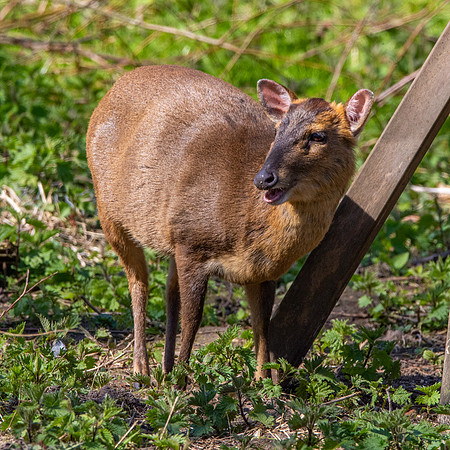 Muntjac