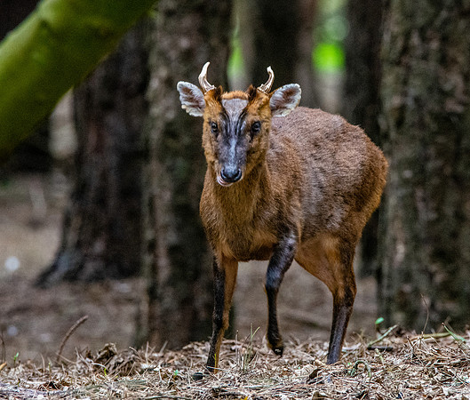 Muntjac