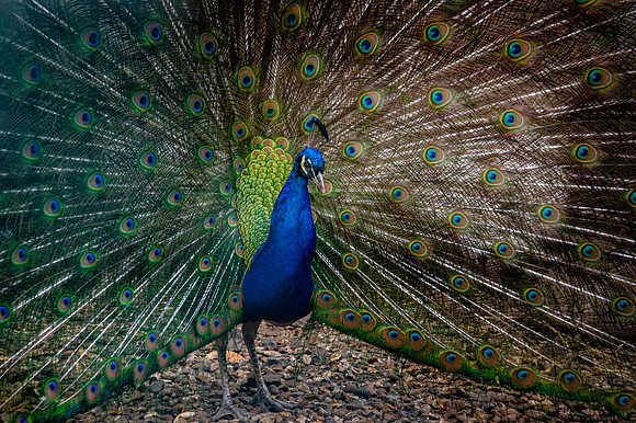 Peacock, displaying feathers