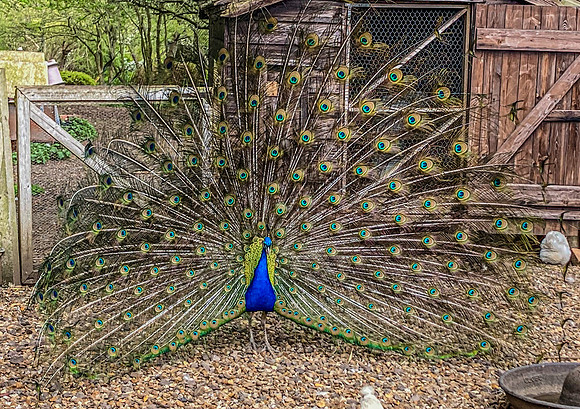 Peacock, displaying feathers