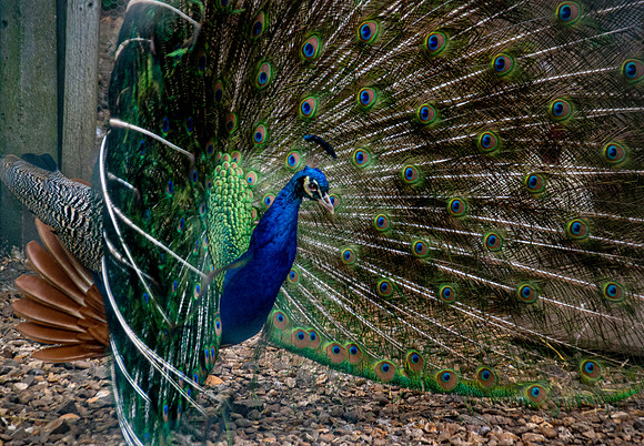 Peacock, displaying feathers