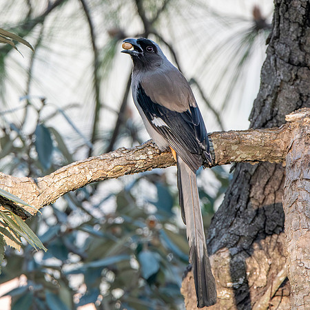 Grey / Himalayan treepie