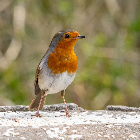 European robin