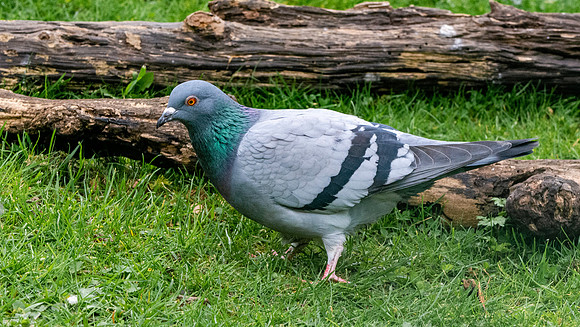 Rock dove