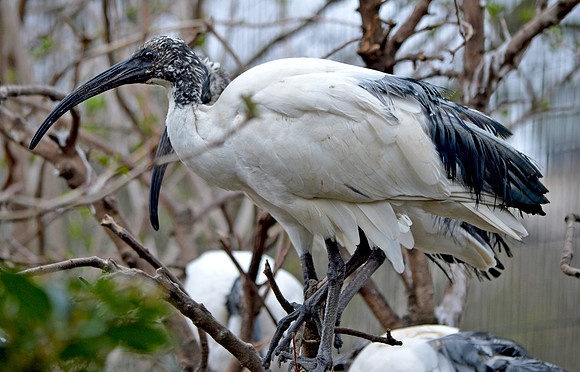 Sacred Ibis juvenile