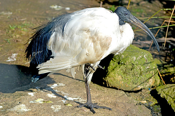 Sacred Ibis