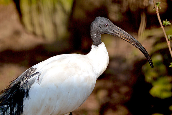 Sacred Ibis