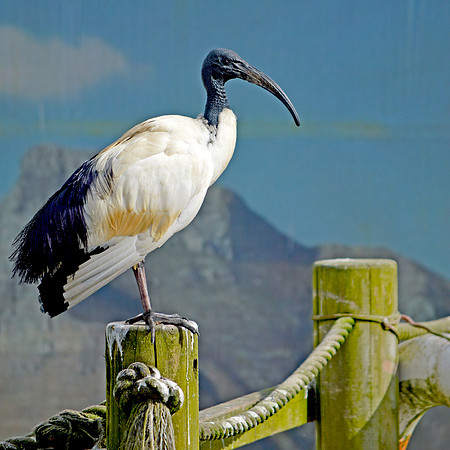 Sacred Ibis