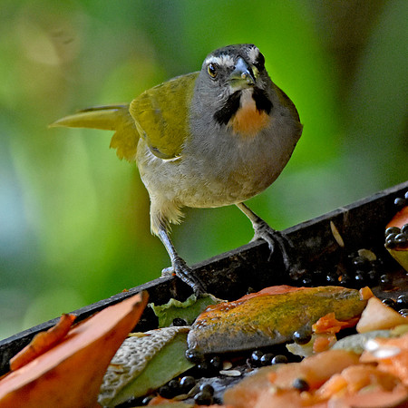 Buff throated saltator