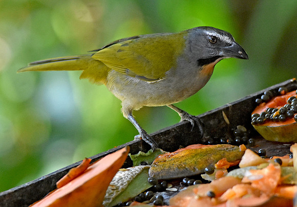 Buff throated saltator