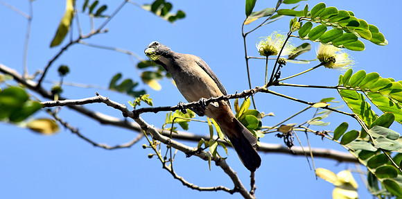 Greyish saltator