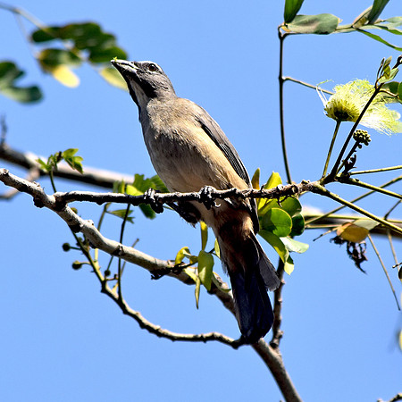 Greyish saltator
