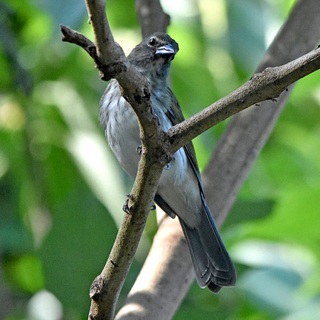 Streaked saltator