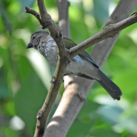 Streaked saltator